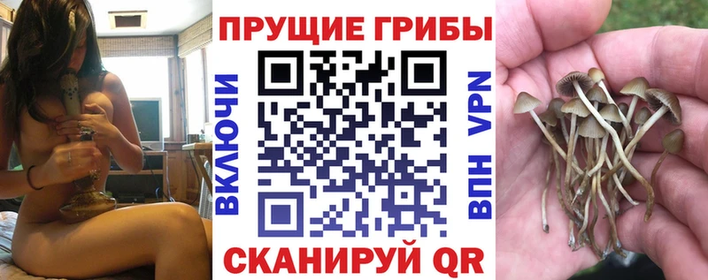 Купить  Чусовой  Псилоцибиновые грибы Cubensis 